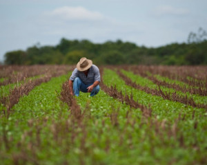 Crédito para o homem do campo