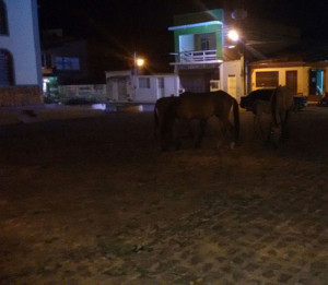 Moradores também registraram presença de animais na praça 