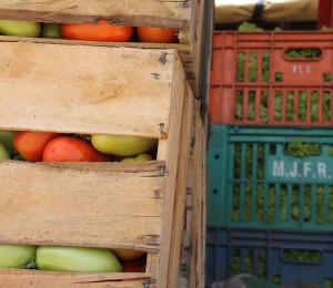 Irrigação da Cohidro vai gerar R$1,3 mi em alimentos para doação