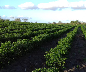 Pimenta malagueta é resistente as pragas