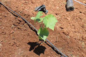 Pequenas mudas vão crescer, percorrer arames de sustentação e começar a dar frutos em cerca de 12 meses - Foto Ascom-Cohidro