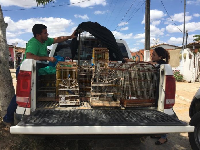 Apreensão de animais silvestres em Lagarto (PM/SE) 